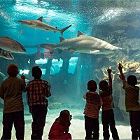 Greater Cleveland Aquarium